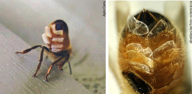 LABEL ABEILLE - abeilles cirières avec écailles de cire