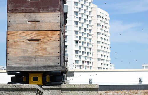 LABEL ABEILLE - les ruches connectées de la Poste Immo à Rennes