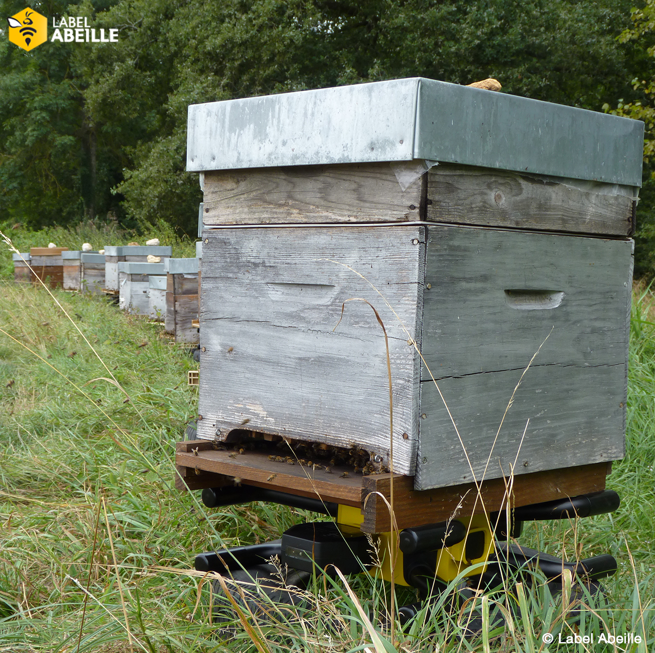 LABEL ABEILLE - En 2017 le Crédit Agricole Centre Loire parraine 17 ruches connectées sur la ferme apicole d'Orléans