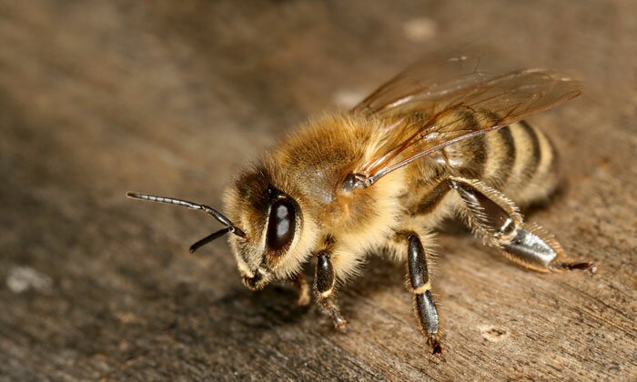 LABEL ABEILLE - abeille carniolienne