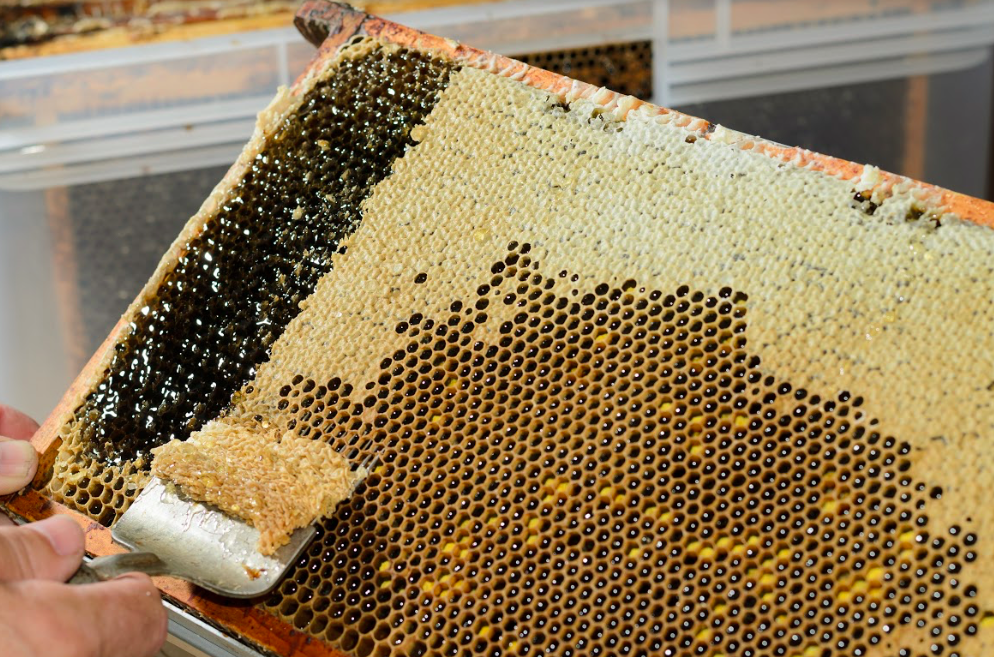 LABEL ABEILLE - récolte de miel