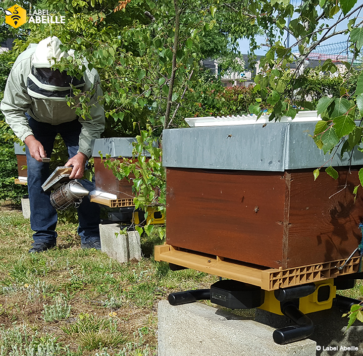 LABEL ABEILLE - 4 ruches connectées installées en juin 2017 sur le site de Groupama Paris Val de Loire