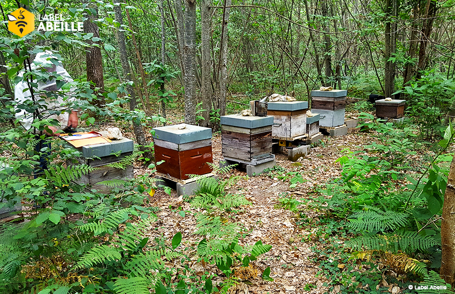 LABEL ABEILLE - Le rucher de sous-bois abrite les ruches connectées parrainées par Crédit Agricole Centre Loire