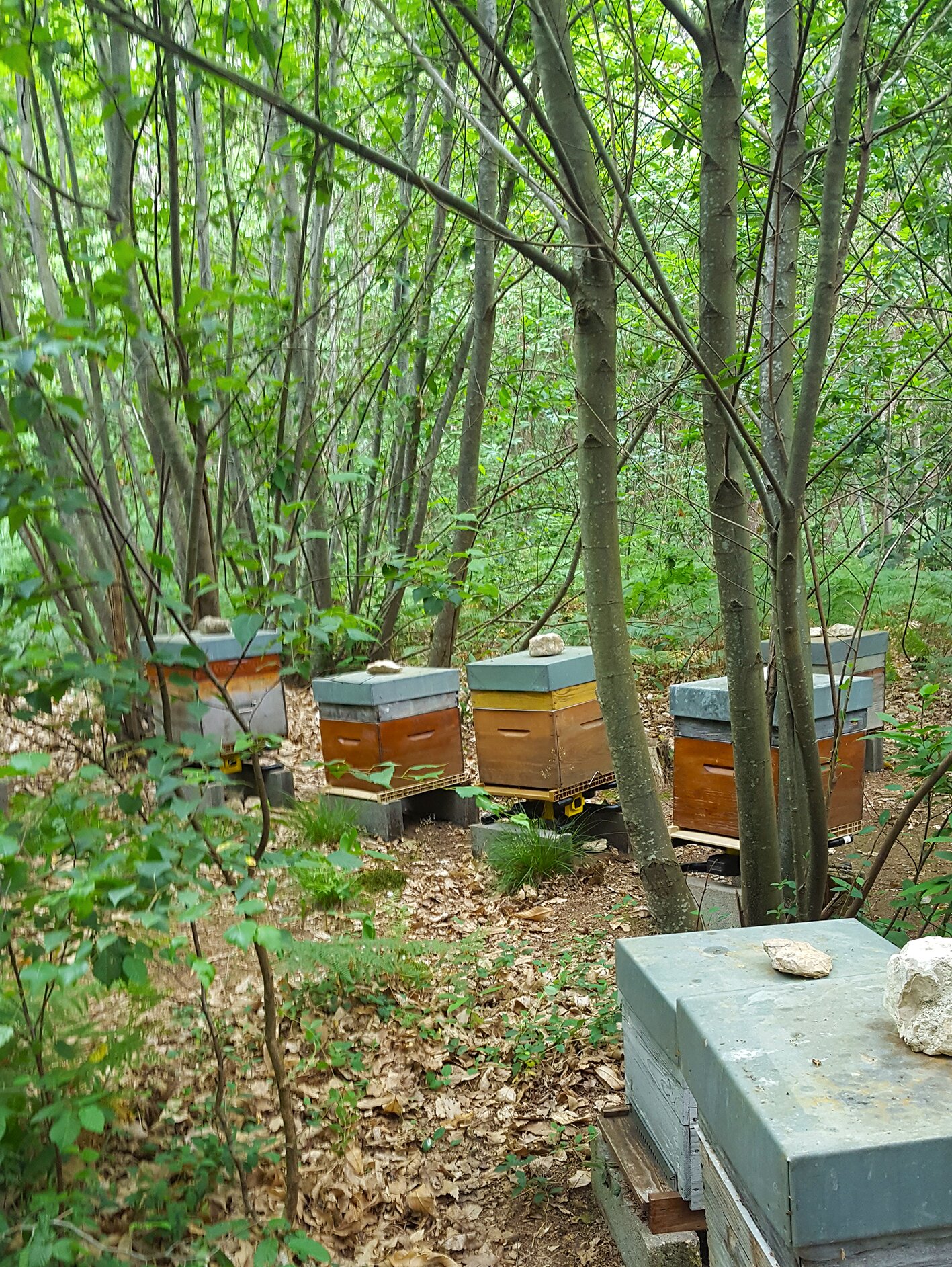 LABEL ABEILLE - Thélem Assurances finance 9 ruches connectées à un apiculteur professionnel, pour l'aider à maintenir et développer son activité
