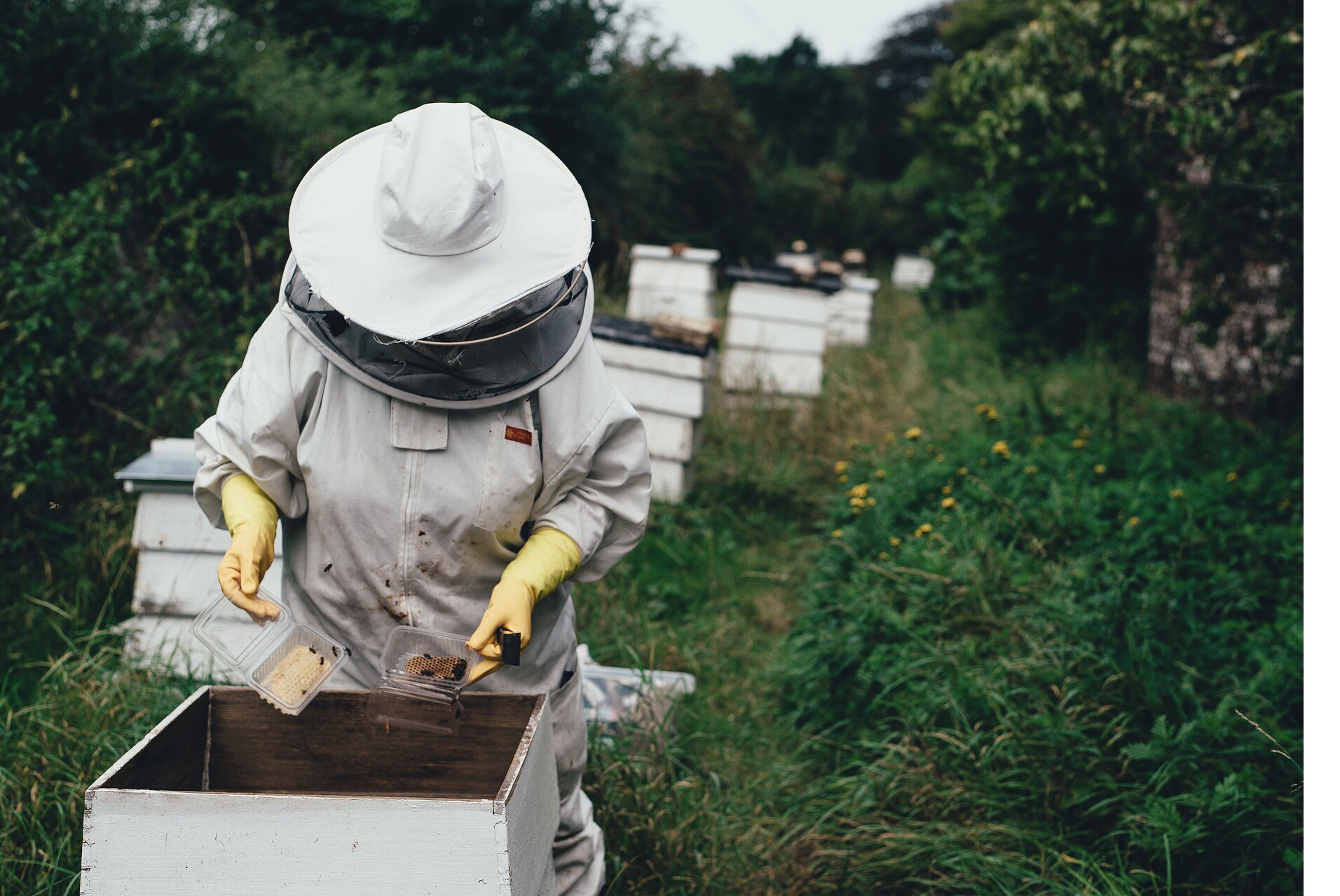 LABEL ABEILLE - transhumance de ruches connectées pour assurer un garde-manger aux abeilles