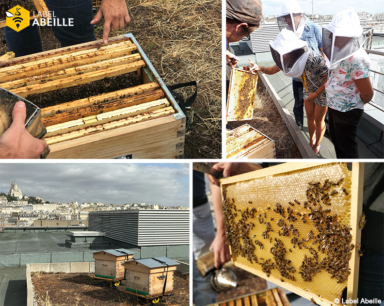 LABEL ABEILLE - Animation découverte ruches connectées BPI France