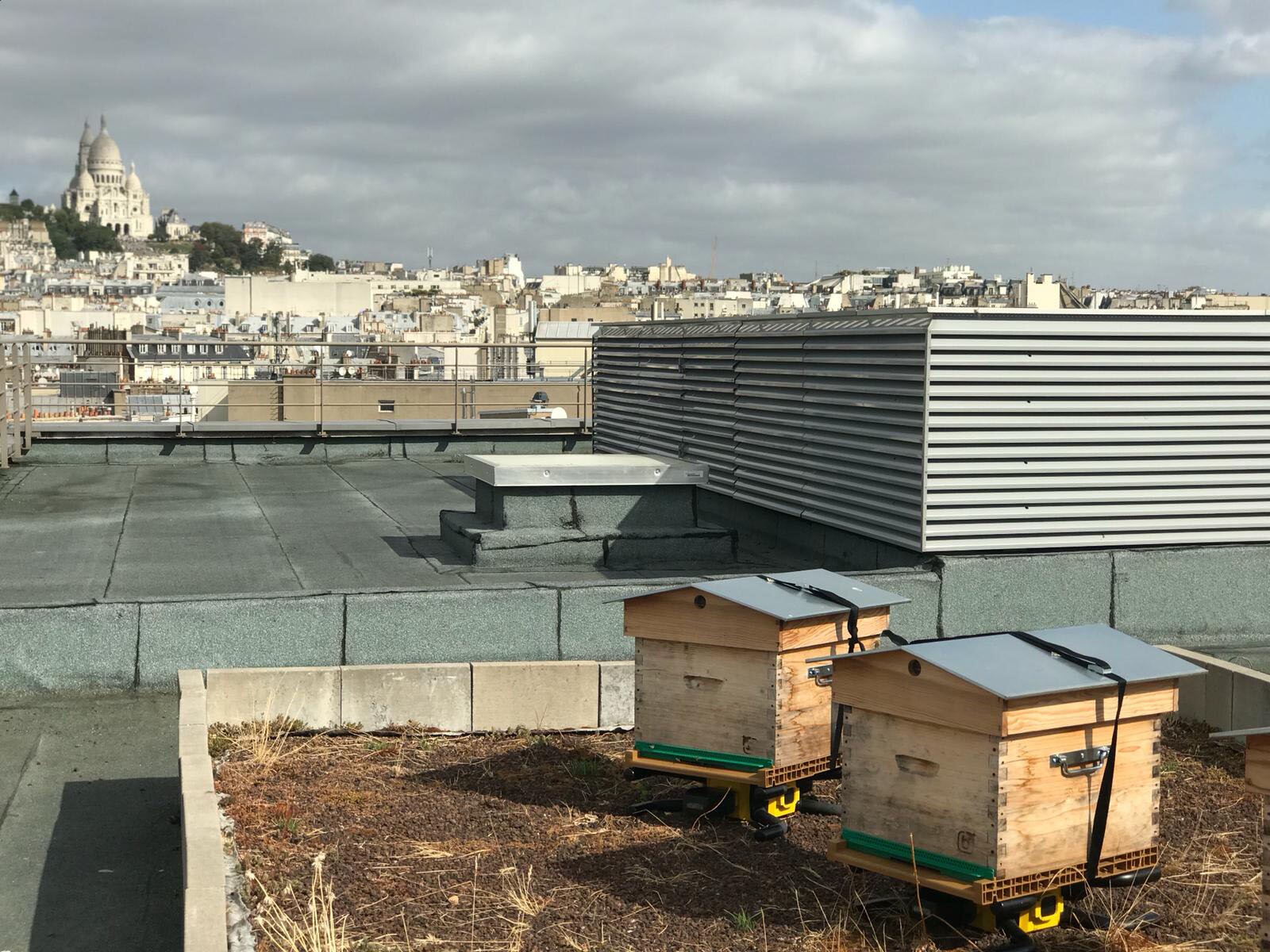 LABEL ABEILLE - ruches sur les toits des villes