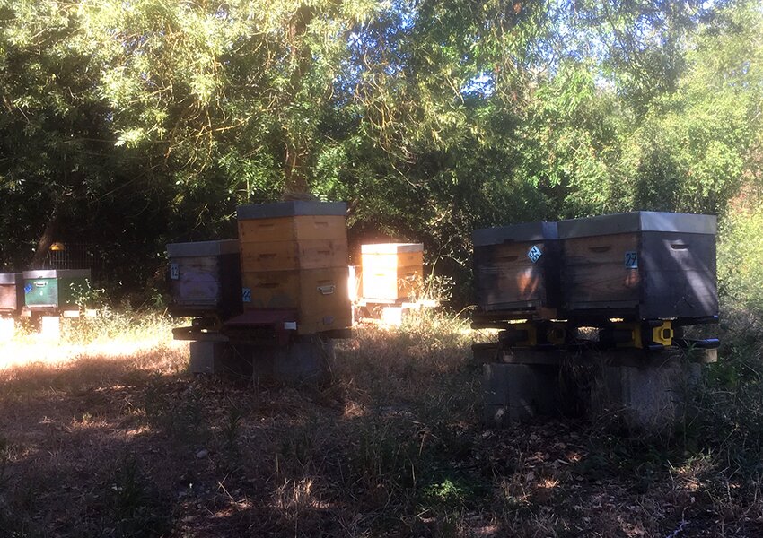 LABEL ABEILLE - Rucher CNRS