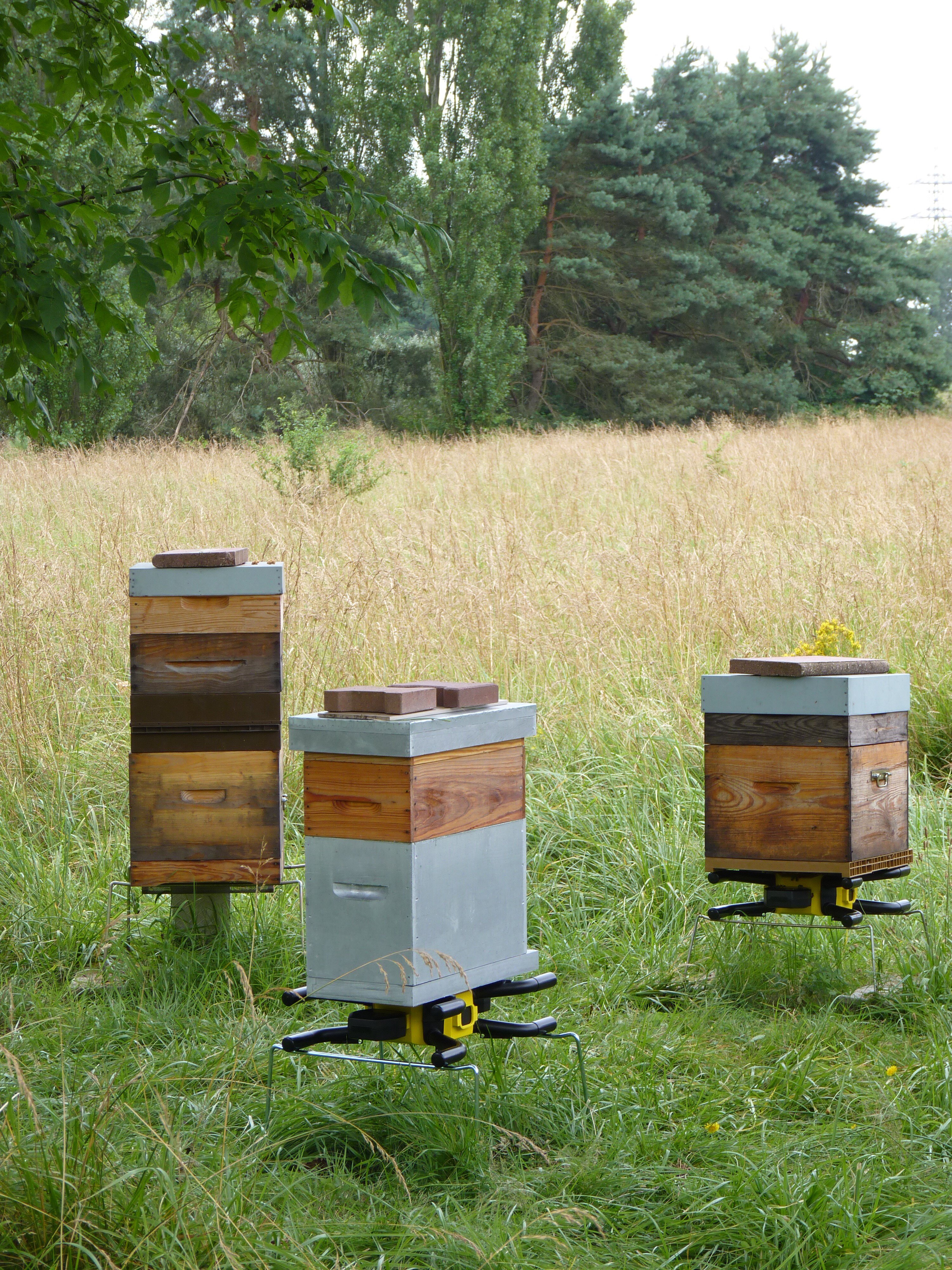 LABEL ABEILLE - La technologie pour sauver les abeilles - Libération