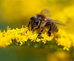 La ruche connectée Label Abeille fait parler les abeilles