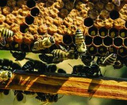 Comment il a innové en fabriquant des ruches connectées