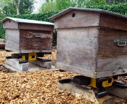 Pour sauver les abeilles, installez une ruche connectée dans votre jardin !