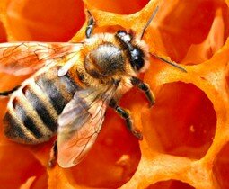 Adoptez une ruche connectée avec Label Abeille