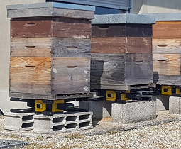 La Poste Immo installe des ruches connectées à Rennes
