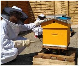 Ils utilisent la ruche connectée : collège Jacques Prévert de Marseille